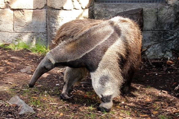 The heads of Giant Anteaters are in completely the wrong proportion to their bodies (and tails).  They walk on the outside of their feet (and hands), with claws curving inward.  Strange animal!!