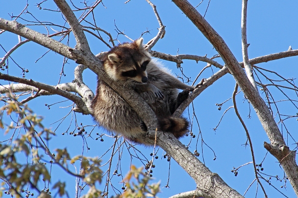 I have never seen racoons in trees, but there were several of them here, relaxing in the late afternoon sunshine.
