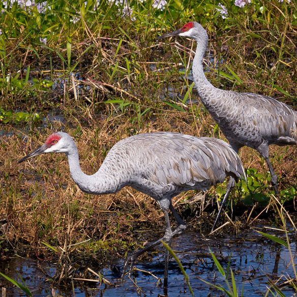 Sandhill Cranes are large-bodied birds, weighing up to 10 lb (males) and standing 4-5 feet tall.  Photo by Ken Thomas (Wikimedia Commons)