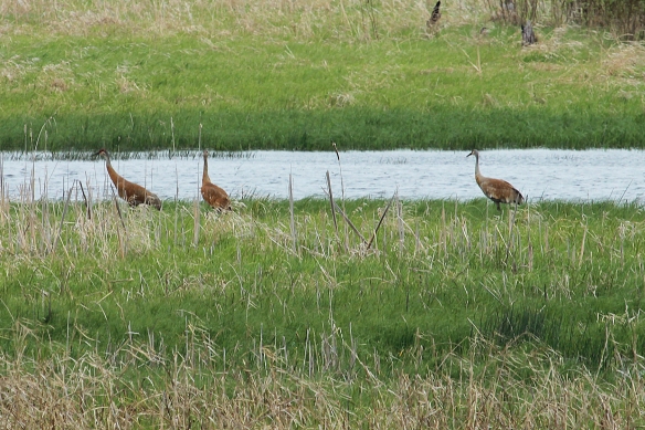 Three Sandhill Cranes foraged in a grassy wetland area about 1/4 mile from us.  This was as close as we got.