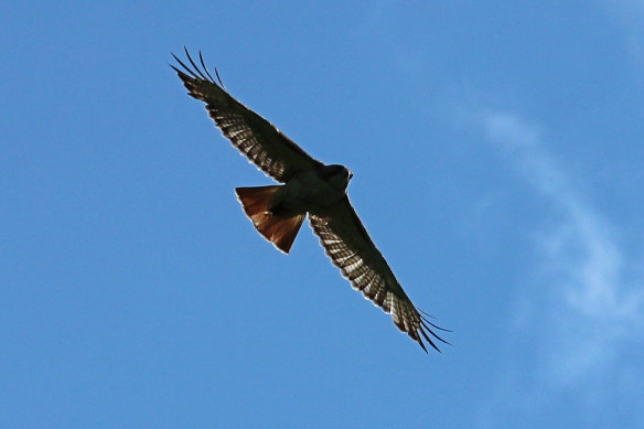 Backlighting illuminates the red tail, and shows how every secondary feather in the wing overlaps its neighbor to provide a smooth airfoil.  