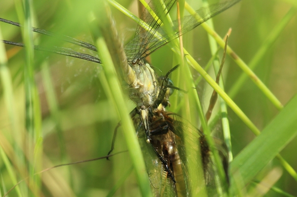 The clubtail has almost completely devoured the Skimmer's head.  You can just barely see clubtail mouthparts above and to the right of the Skimmer's thorax.