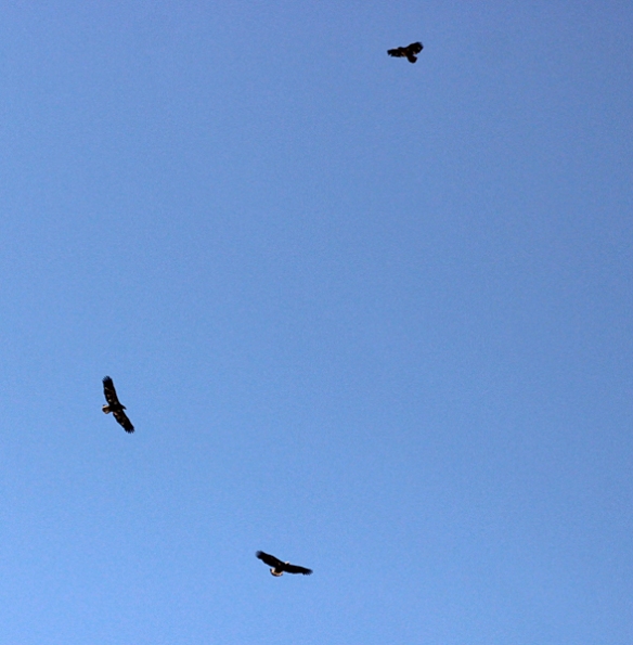 Two eagles and a hawk glide effortlessly in circles on the rising thermal currents as air heats up in the morning.    