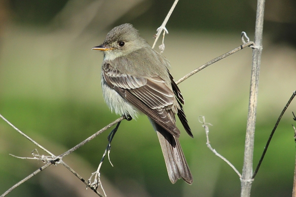 Least Flycatchers may be small but they are obviously successful because they are one of the most common flycatchers seen in the northern U.S.