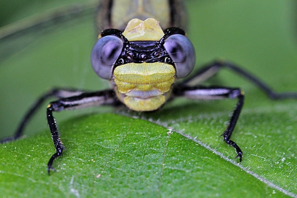 The Horned Clubtail dragonfly face resembles a monkey's, with its widely spaced goggle eyes and big broad lips.