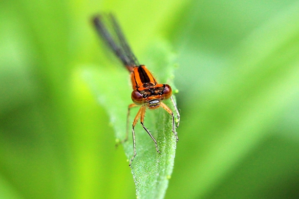 The frontal view provides a better look at his orange and black thorax, and orange and burgundy eyes.  What a face!