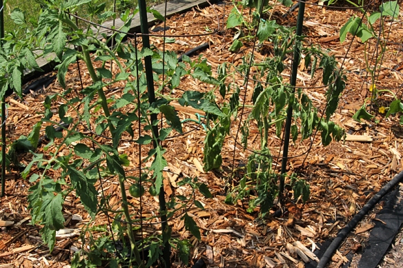 Healthy (left) vs wilted (right) tomato plants
