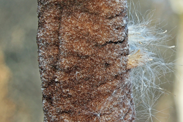 cattail seedhead