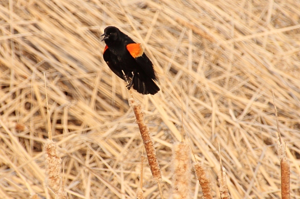 red-winged-blackbird defending its territory