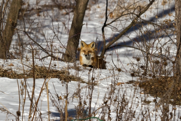 red fox-lying in wait for squirrels