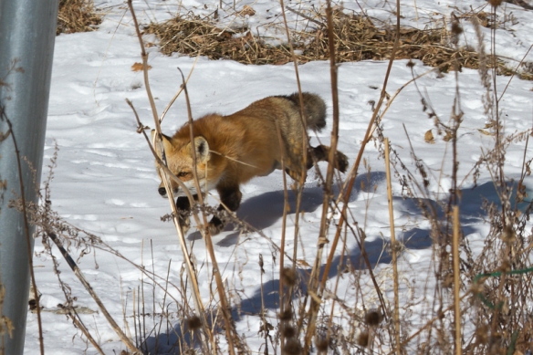 red fox-stalking a squirrel