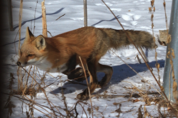 red fox-hunting squirrel