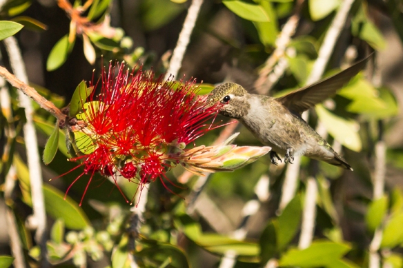 anna hummingbird