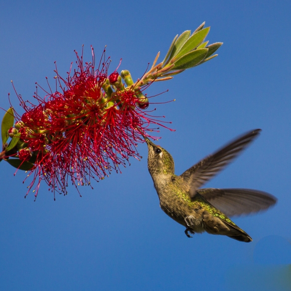 anna hummingbird-feeding on bottlebrush