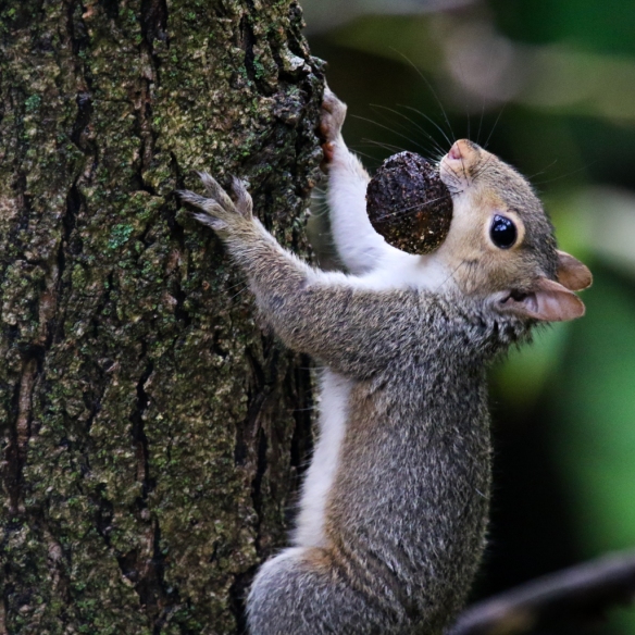gray squirrel eating buckeye nuts