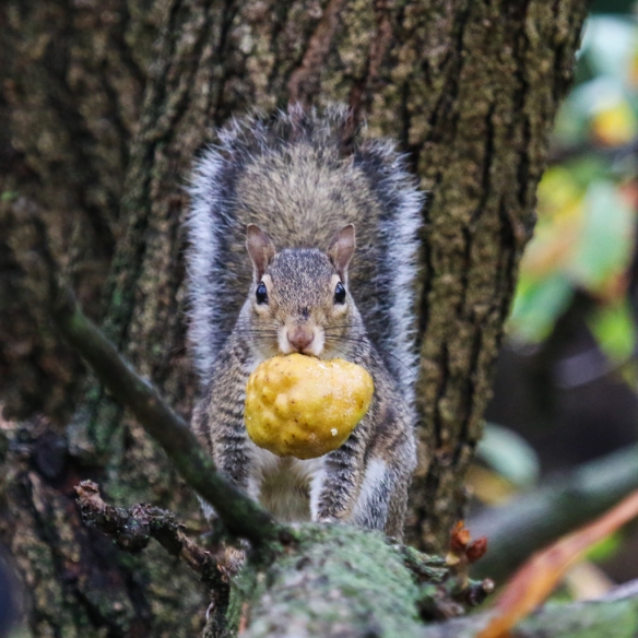 gray squirrel eating buckeye nuts