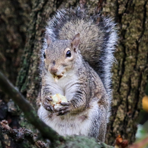 gray squirrel eating buckeye nuts-