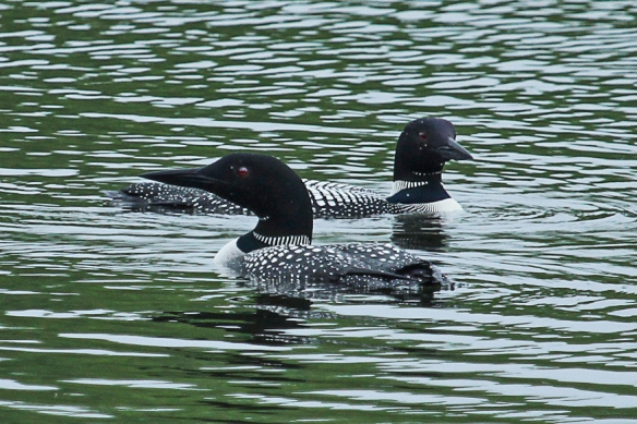 pair of common loons