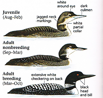 common loon plumages-Sibley Guide
