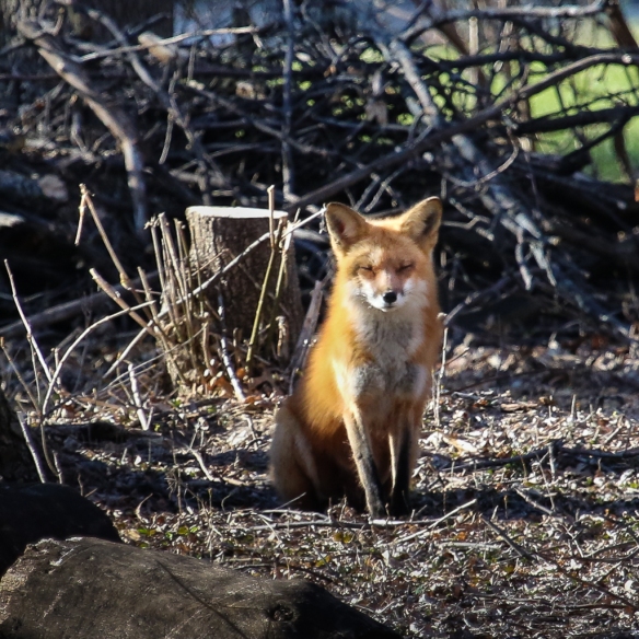 red fox-