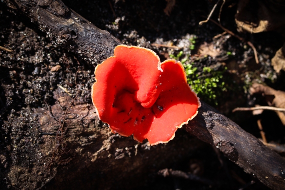 scarlet cup (elf) mushroom