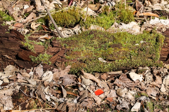 The bright scarlet color of the scarlet elf cup (or scarlet elf cap) mushroom made them easy to spot through the litter.