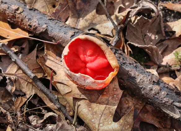scarlet cup (elf) mushroom